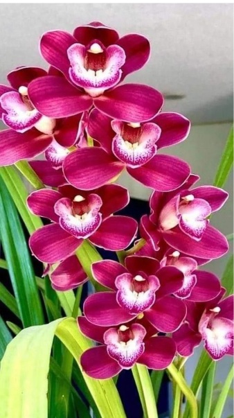 Orchid